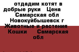  отдадим котят в добрые руки › Цена ­ 50 - Самарская обл., Новокуйбышевск г. Животные и растения » Кошки   . Самарская обл.